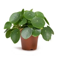 Pilea Peperomioides - Chinese Money Plant -Hortology Plants Shop Pilea peperomioides Chinese Money Plant 12x20cm