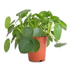 Pilea Peperomioides - Chinese Money Plant -Hortology Plants Shop Pilea peperomioides Chinese Money Plant 15x25cm