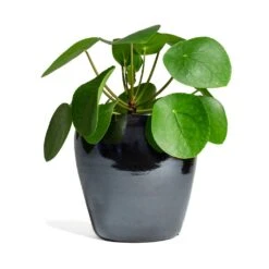 Pilea Peperomioides - Chinese Money Plant -Hortology Plants Shop Pilea peperomioides Chinese Money Plant 15x25cm Amora Plant Pot Anthracite Mirror 21x21cm 337cb125 61f5 41d7 8138 49d609642e9f