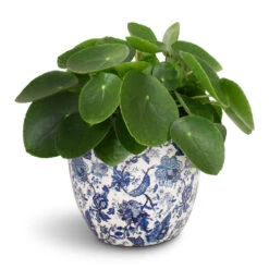 Pilea Peperomioides - Chinese Money Plant -Hortology Plants Shop Pilea peperomioides Chinese Money Plant 15x25cm Monza Plant Pot Vintage Blue 17x17cm