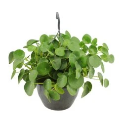 Pilea Peperomioides - Chinese Money Plant -Hortology Plants Shop Pilea peperomioides Chinese Money Plant 27x40cm