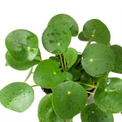 Pilea Peperomioides - Chinese Money Plant -Hortology Plants Shop Pilea peperomioides Chinese Money Plant Leaves