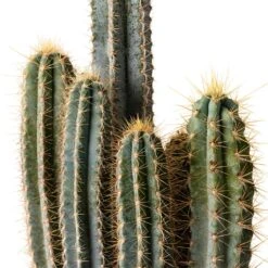 Pilocereus Pachycladus Azureus - Blue Columnar Cactus -Hortology Plants Shop Pilocereus pachycladus Blue Column Cactus 17x30cm Close