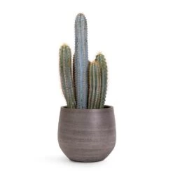 Pilocereus Pachycladus Azureus - Blue Columnar Cactus -Hortology Plants Shop Pilocereus pachycladus Blue Column Cactus 17x30cm Esra Plant Pot Mystic Grey 22x20cm