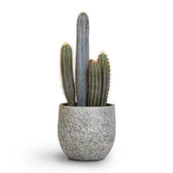 Pilocereus Pachycladus Azureus - Blue Columnar Cactus -Hortology Plants Shop Pilocereus pachycladus Blue Column Cactus 17x30cm Evi Plant Pot Antique Bronze 22x20cm