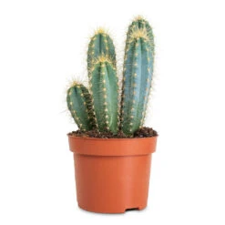 Pilocereus Pachycladus Azureus - Blue Columnar Cactus -Hortology Plants Shop Pilocereus pachycladus azureus 12x30cm