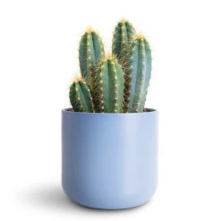 Lisbon Plant Pot - Powder Blue 24 Lisbon Plant Pot - Powder Blue -Hortology Plants Shop Pilocereus pachycladus azureus 12x30cm Lisbon Pot Powder Blue 13.5x13.5cm 1