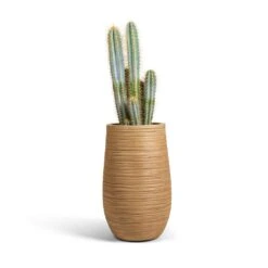 Dune Partner Planter - Almond -Hortology Plants Shop Pilocereus pachycladus azureus Blue Columnar Cactus 17x60cm Dune Partner Planter Almond 25x40cm