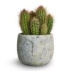 Pilosocereus Gounellei - Xique-Xique Cactus 1 Pilosocereus Gounellei - Xique-Xique Cactus -Hortology Plants Shop Pilosocereus gounellei Xique Xique Cactus 10.5x15cm Head Plant Pot Cement 14x11cm