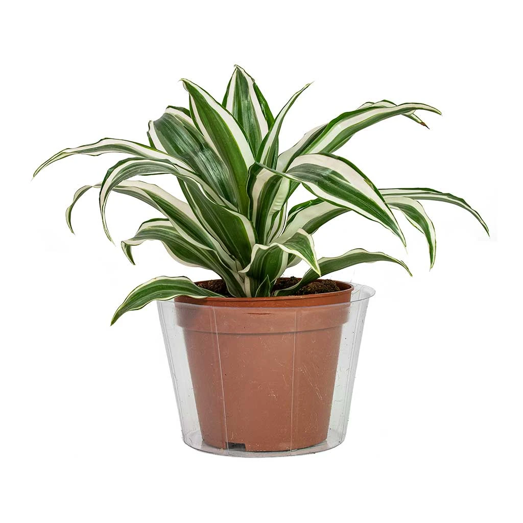 Plant Pot Inlay Liner - Clear - 36 X 30cm 4 Plant Pot Inlay Liner - Clear - 36 X 30cm - Image 2