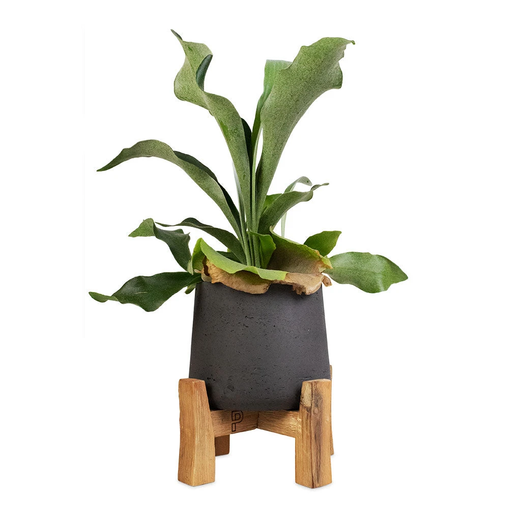 Patt Plant Pot - Low Stand - Black Washed 5 Patt Plant Pot - Low Stand - Black Washed - Image 3