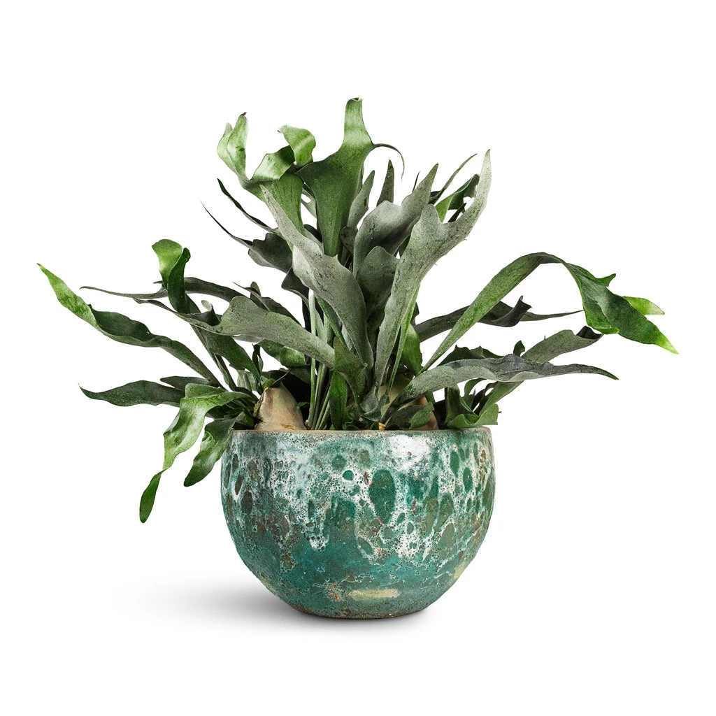 Lava Bowl Relic Planter - Jade 4 Lava Bowl Relic Planter - Jade - Image 2