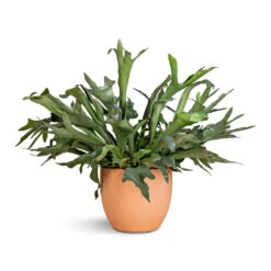Terracotta Plant Pot 13 Terracotta Plant Pot -Hortology Plants Shop Platycerium bifurcatum Common Staghorn Fern 28x60cm Terracotta Plant Pot 38x33cm 2