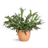 Platycerium Bifurcatum - Common Staghorn Fern 2 Platycerium Bifurcatum - Common Staghorn Fern -Hortology Plants Shop Platycerium bifurcatum Common Staghorn Fern 28x60cm Terracotta Plant Pot 38x33cm 2 34b4fed4 82fc 4d14 93b7 7c229c574a41