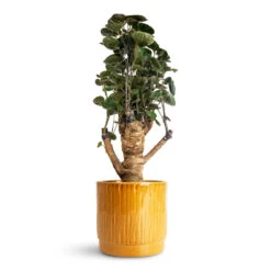 Stella Plant Pot - Mustard -Hortology Plants Shop Polyscias Fabian Aralia 12x40cm Stella Pot Mustard 16x14cm 1