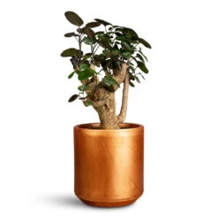 Tivoli Plant Pot - Copper -Hortology Plants Shop Polyscias Fabian Aralia 12x40cm Tivoli Pot Copper 14x13cm 1