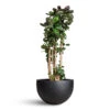 Polyscias Fabian - Aralia Fabian -Hortology Plants Shop Polyscias Fabian Aralia 30x140cm Bowl Natural Planter Black 60x38cm
