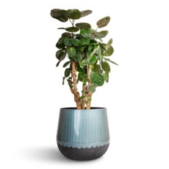 Polyscias Fabian - Aralia Fabian -Hortology Plants Shop Polyscias Fabian Aralia Fabian 24x70cm Ninthe Metal Plant Pot Metallic Petrol 36x31cm