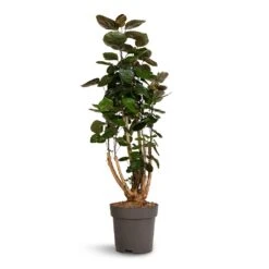 Polyscias Fabian - Aralia Fabian -Hortology Plants Shop Polyscias Fabian Aralia Fabian 24x80cm