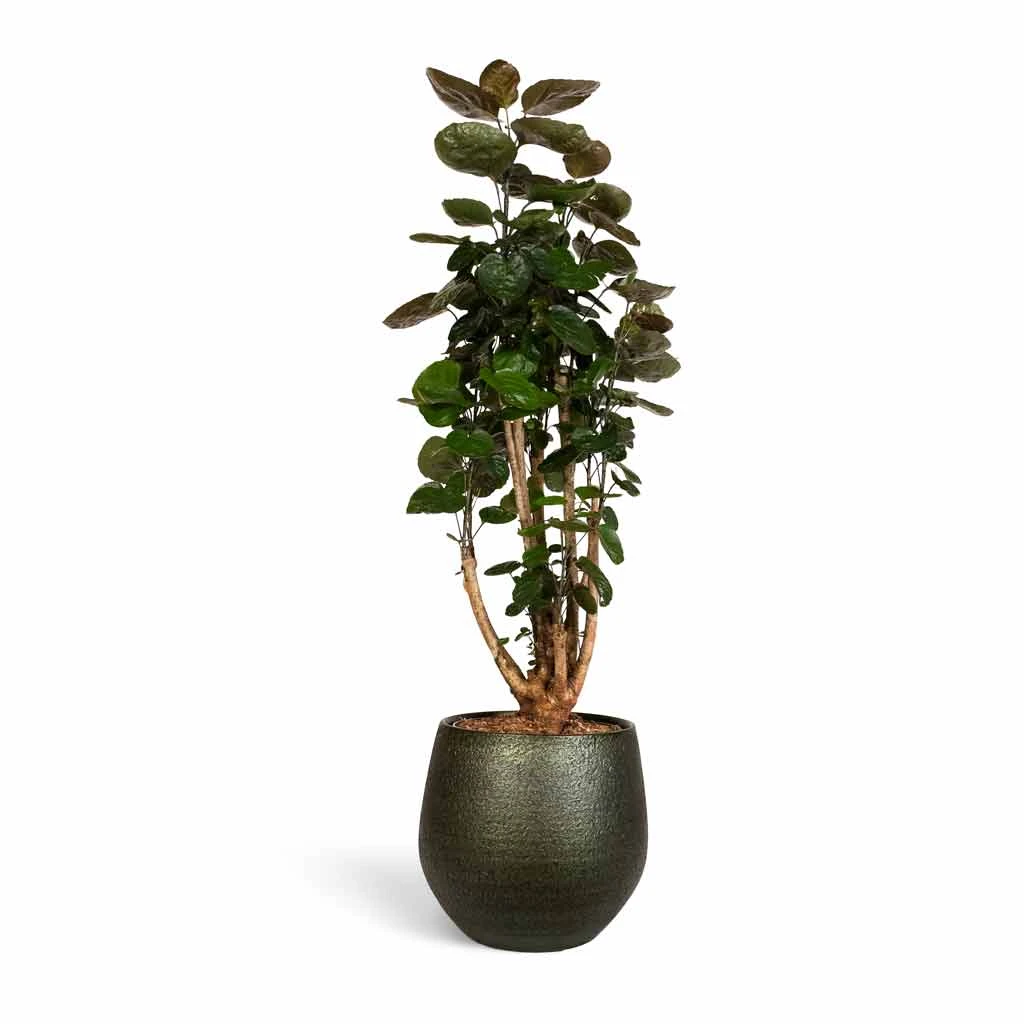 Noor Plant Pot - Velvet Green 12 Noor Plant Pot - Velvet Green - Image 10