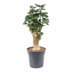 Polyscias Fabian - Aralia Fabian -Hortology Plants Shop Polyscias Fabian Aralia Fabian 25cm