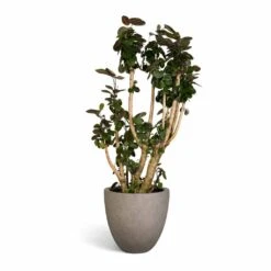 Grigio Egg Pot Planter - Natural Concrete 27 Grigio Egg Pot Planter - Natural Concrete -Hortology Plants Shop Polyscias Fabian Aralia Fabian 30x140cm Grigio Egg Pot Planter Natural Concrete 40x36cm 3e1984ba cea8 41c2 bb90 5d2565a22a5b