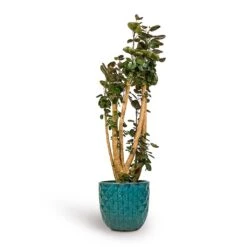 Polyscias Fabian - Aralia Fabian -Hortology Plants Shop Polyscias Fabian Aralia Fabian 30x150cm Felix Planters Ocean Blue 37x33cm