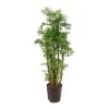 Polyscias Ming - Aralia - HydroCare 2 Polyscias Ming - Aralia - HydroCare -Hortology Plants Shop Polyscias Ming Aralia Hydroculture Indoor Plant