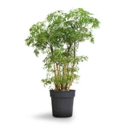 Polyscias Ming - Aralia Ming 28 Polyscias Ming - Aralia Ming -Hortology Plants Shop Polyscias Ming Aralia Ming 19x60cm