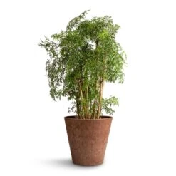 Polyscias Ming - Aralia Ming 19 Polyscias Ming - Aralia Ming -Hortology Plants Shop Polyscias Ming Aralia Ming 24x80cm Claire Artstone Plant Pot Oak 32x29cm