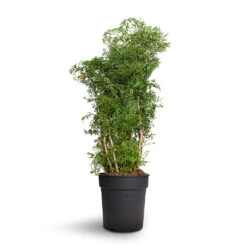 Polyscias Ming - Aralia Ming 27 Polyscias Ming - Aralia Ming -Hortology Plants Shop Polyscias Ming Aralia Ming 24x80cm 2