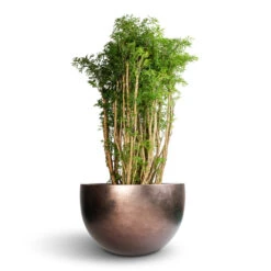 Polyscias Ming - Aralia Ming 21 Polyscias Ming - Aralia Ming -Hortology Plants Shop Polyscias Ming Aralia Ming 27x110cm Metallic Plant Bowl Matt Coffee 45x27cm