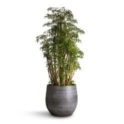 Polyscias Ming - Aralia Ming 24 Polyscias Ming - Aralia Ming -Hortology Plants Shop Polyscias Ming Aralia Ming 27x90 Esra Plant Pot Mystic Grey 36x32cm