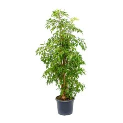 Polyscias Ming - Aralia Ming 30 Polyscias Ming - Aralia Ming -Hortology Plants Shop Polyscias Ming Aralia Ming 29x130cm