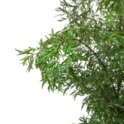 Polyscias Ming - Aralia Ming 23 Polyscias Ming - Aralia Ming -Hortology Plants Shop Polyscias Ming Aralia Ming Leaves