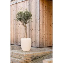 Polystone Coated Plain Coppa Planter - Natural -Hortology Plants Shop Polystone Coated Plain Coppa Planter Natural Lifestyle