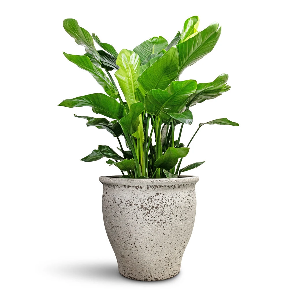 Poseidon Mediterranean Planter - Chalk White 4 Poseidon Mediterranean Planter - Chalk White - Image 2