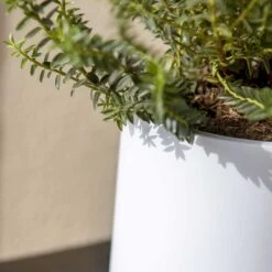Puk Essentials Planter - Matt White -Hortology Plants Shop Puk Planter Matt White Close Up