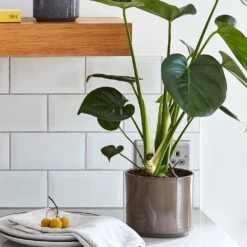 Remmi Glaze Plant Pot - Mocha 15 Remmi Glaze Plant Pot - Mocha -Hortology Plants Shop RemmiGlazePlantPot Mocha 14x14cm