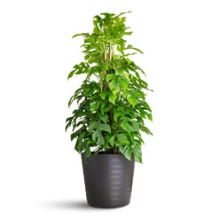 Oslo Plant Pot - Anthracite 16 Oslo Plant Pot - Anthracite -Hortology Plants Shop Rhaphidophora Monstera minima Moss Pole 19x80cm Oslo Pot Anthracite 28x24cm 1