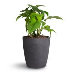 Rhaphidophora Tetrasperma - Monstera Minima 32 Rhaphidophora Tetrasperma - Monstera Minima -Hortology Plants Shop Rhaphidophora tetrasperma Monstera minima 12x25cm Gerben Plant Pot Black Washed 15x16cm