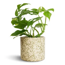 Rhaphidophora Tetrasperma - Monstera Minima 30 Rhaphidophora Tetrasperma - Monstera Minima -Hortology Plants Shop Rhaphidophora tetrasperma Monstera minima 12x25cm Lazzaro Plant Pot Sage Foliage 15x13cm c27c0c14 0152 4c81 b31d 08063458a279