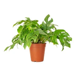 Rhaphidophora Tetrasperma - Monstera Minima 24 Rhaphidophora Tetrasperma - Monstera Minima -Hortology Plants Shop Rhaphidophora tetrasperma Monstera minima 15x25cm