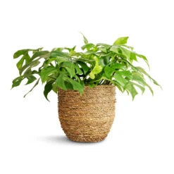 Cody Plant Pot - Straw Grass -Hortology Plants Shop Rhaphidophora tetrasperma Monstera minima 15x25cm Cody Plant Pot Straw Grass 22x20cm a01898d3 36eb 4449 bfff f595c0b910e5