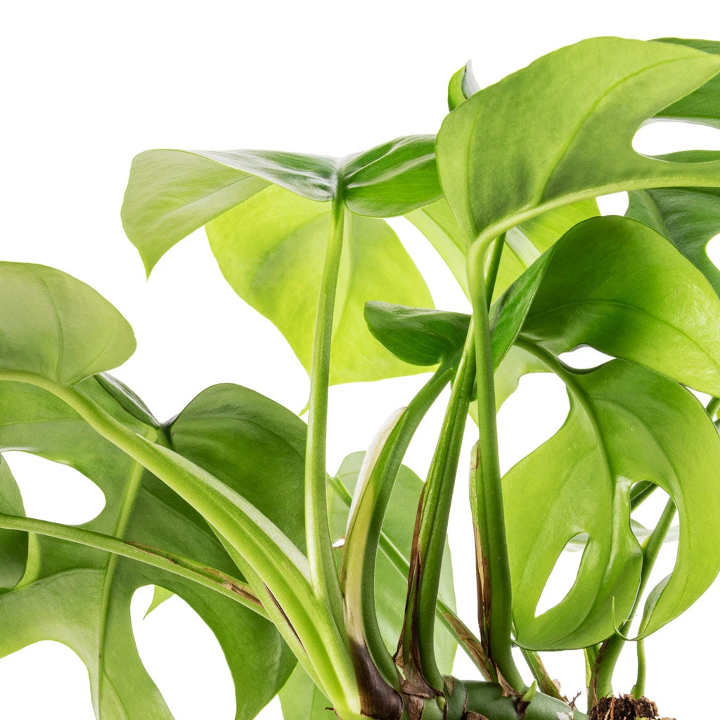 Rhaphidophora Tetrasperma - Monstera Minima 6 Rhaphidophora Tetrasperma - Monstera Minima - Image 4