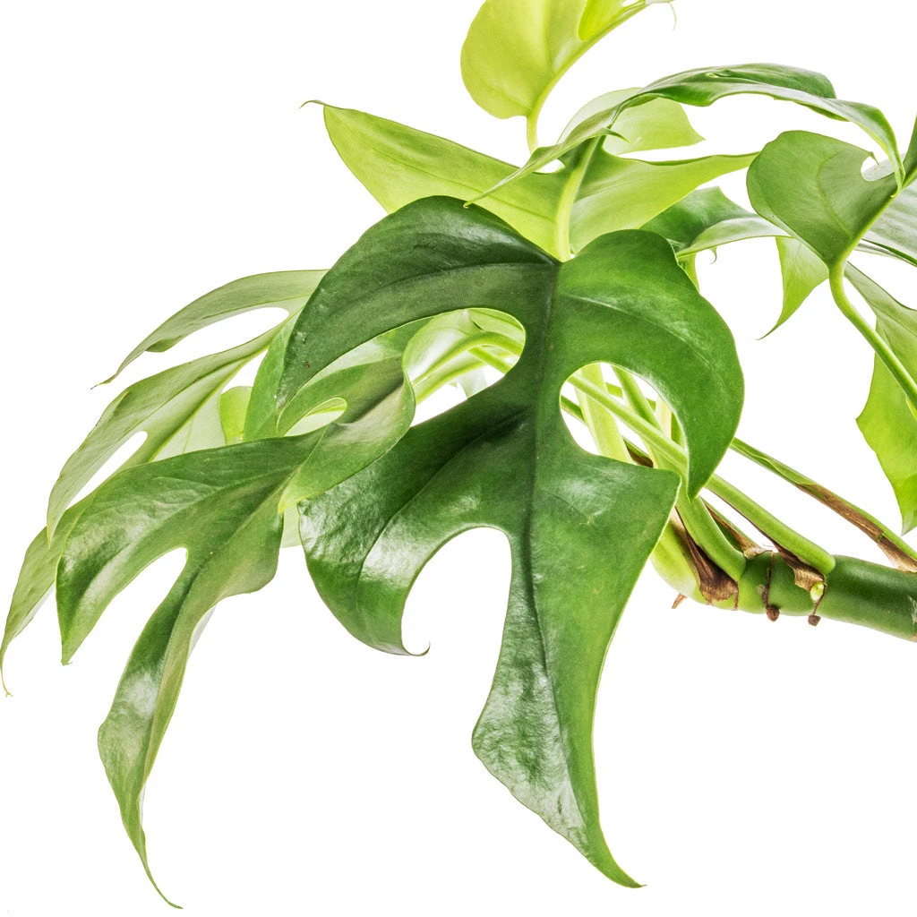 Rhaphidophora Tetrasperma - Monstera Minima 10 Rhaphidophora Tetrasperma - Monstera Minima - Image 8