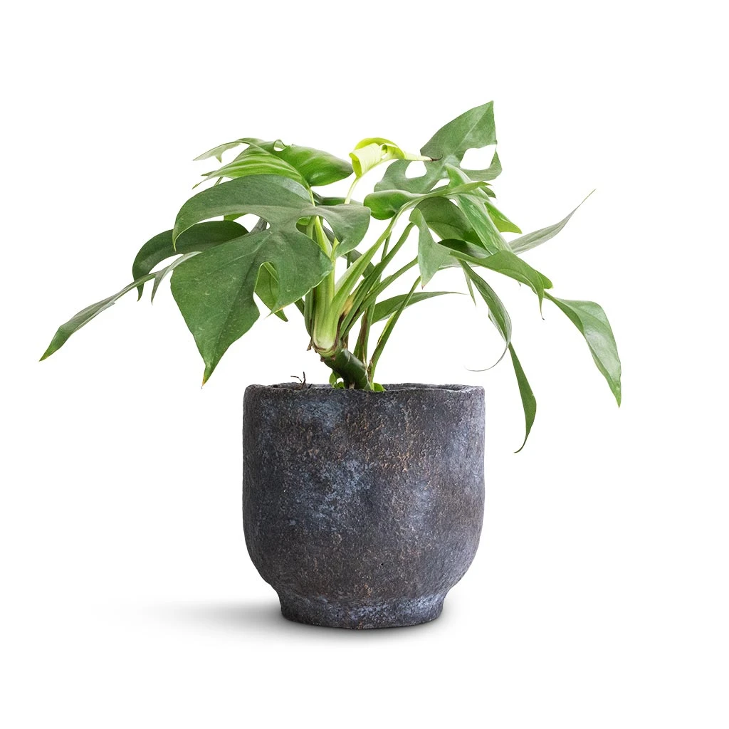 Rhaphidophora Tetrasperma - Monstera Minima 16 Rhaphidophora Tetrasperma - Monstera Minima - Image 14