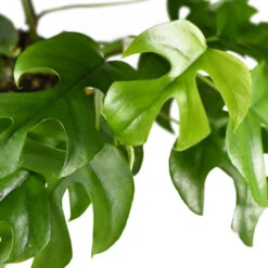 Rhaphidophora Tetrasperma - Monstera Minima 20 Rhaphidophora Tetrasperma - Monstera Minima -Hortology Plants Shop Rhaphidophoratetrasperma 1