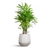 Rhapis Excelsa - Lady Palm -Hortology Plants Shop Rhapis excelsa Lady Palm 27x110cm Pax Plant Pot Ridge White Stripe 40x36cm