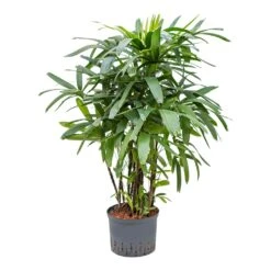 Rhapis Excelsa - Lady Palm - HydroCare -Hortology Plants Shop Rhapis excelsa Lady Palm Hydroculture 25 19x120cm